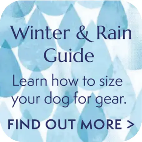 Winter & Protecting Your Dog