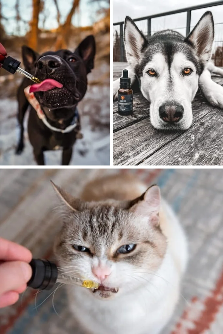 Best CBD oil for dogs and cats in Vancouver Canada