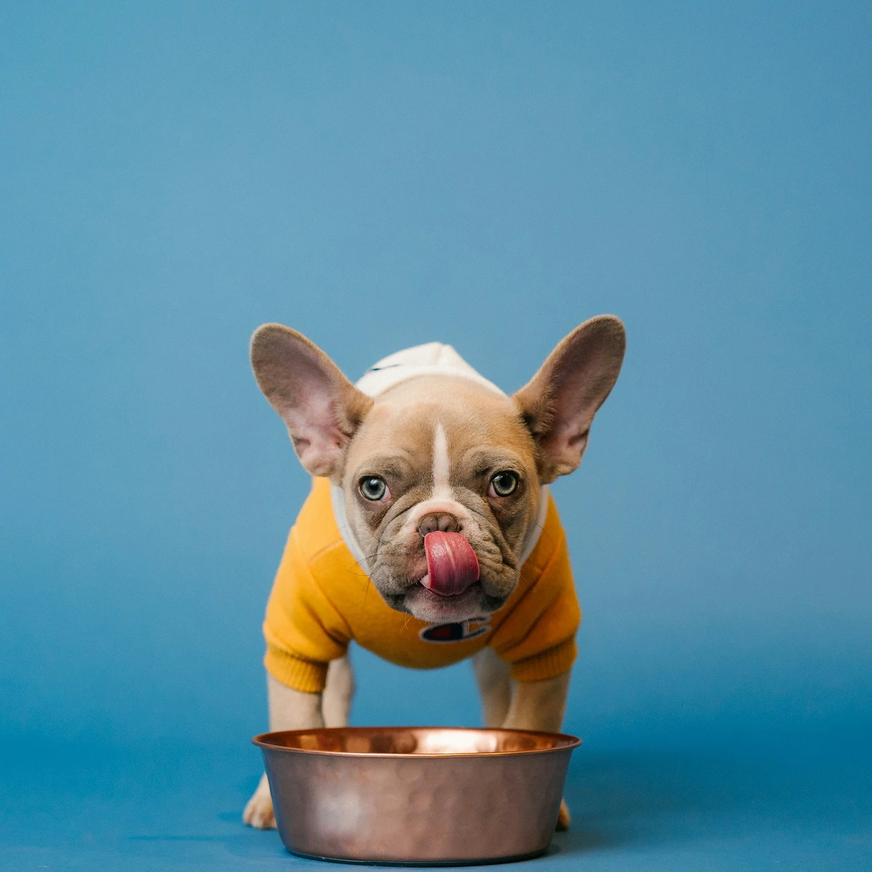 Dog enjoying healthy kibble