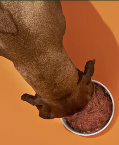 Bold by Nature raw dog food