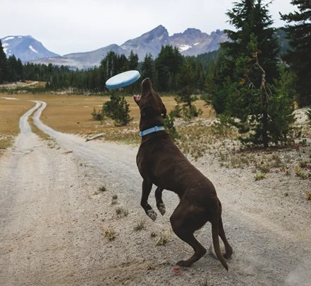 Ruffwear dog toys