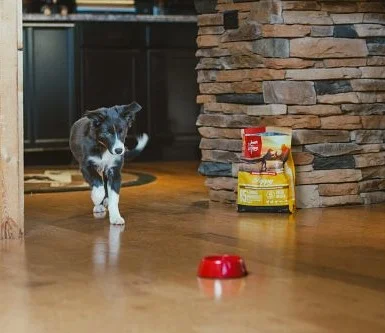 Orijen grain-free dry dog food