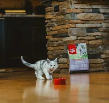 Orijen dry cat food