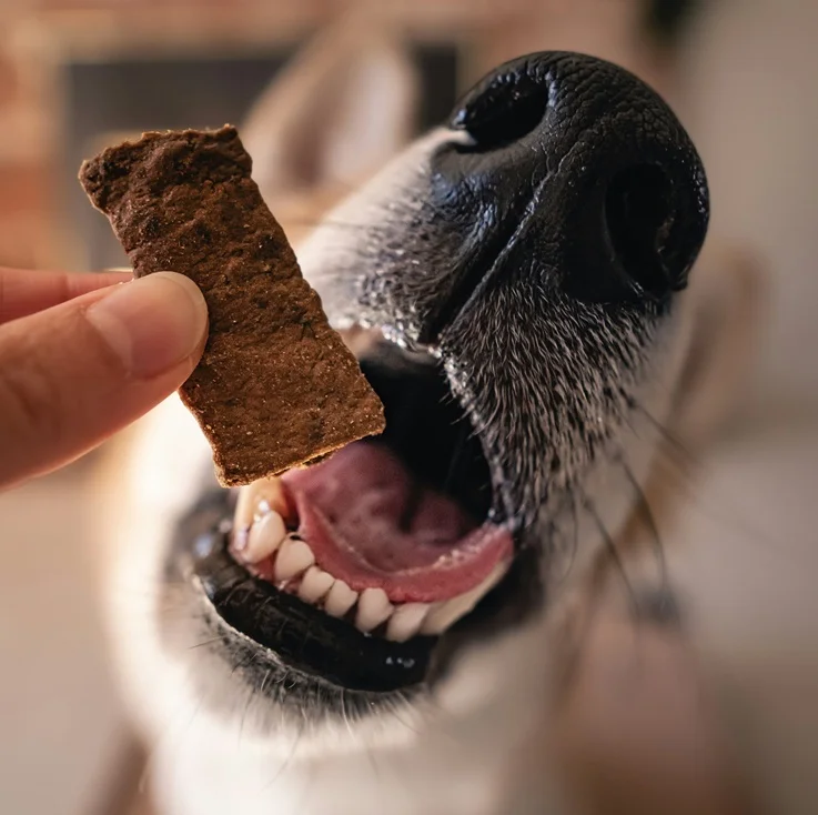 Dog being given a dog treat