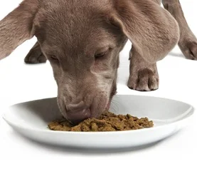 Dog Food Vancouver
