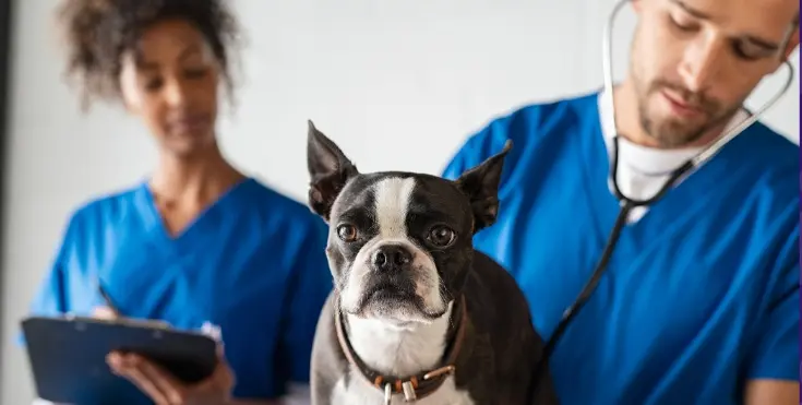 Dog Vaccinations
