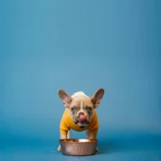 Find the 
Right Kibble