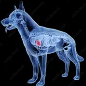 Dog Heart Disease