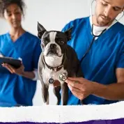 Dog Vaccinations